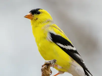 Goldfinch